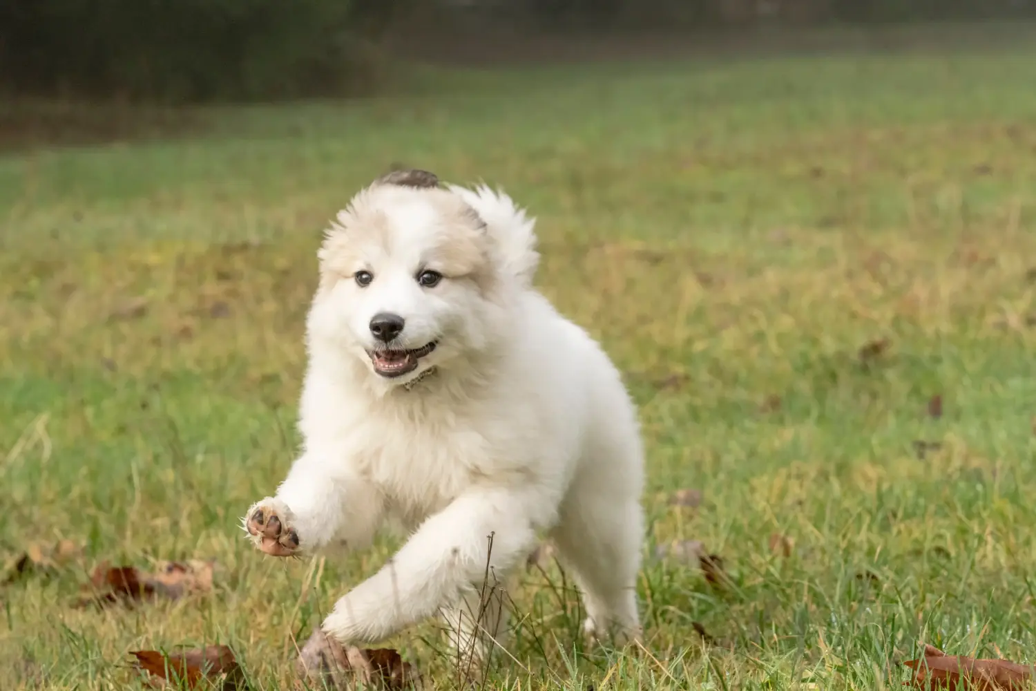 Buying a Pyrenean Mountain Dog puppy means taking responsibility! Buy Pyrenean Mountain Dog puppies.