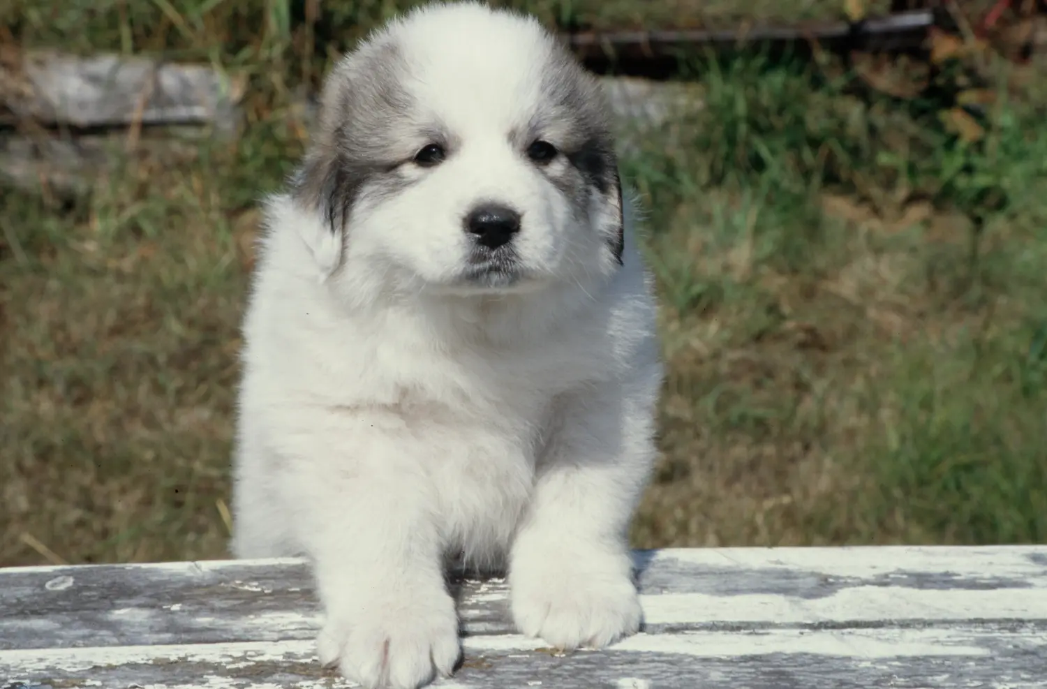 Buying a Pyrenean Mountain Dog puppy means taking responsibility! Buy Pyrenean Mountain Dog puppies.