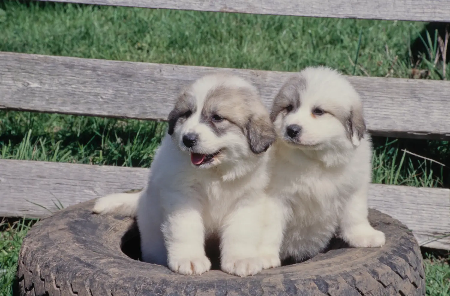 Buying a Pyrenean Mountain Dog puppy means taking responsibility! Buy Pyrenean Mountain Dog puppies.