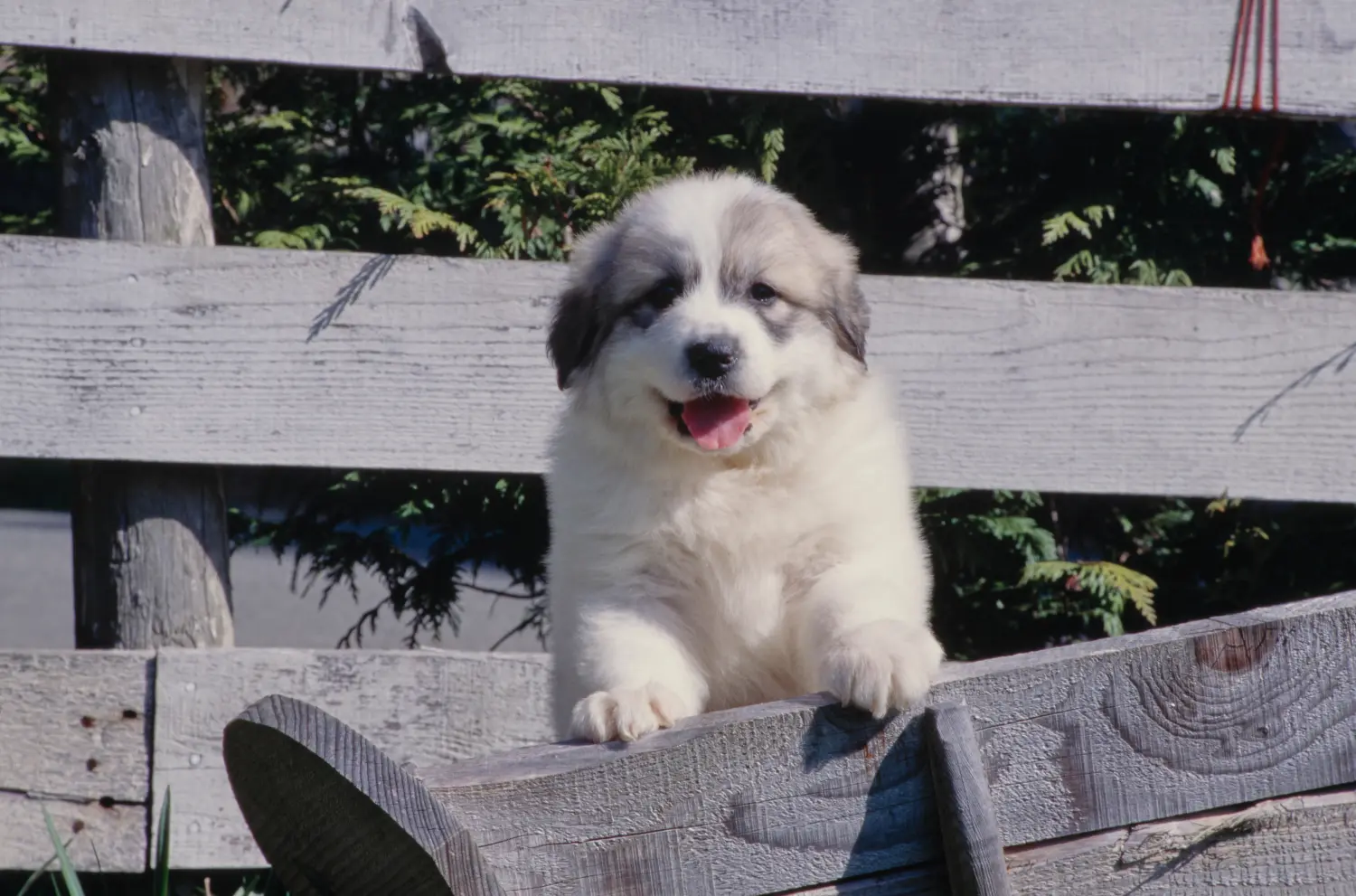 Buying a Pyrenean Mountain Dog puppy means taking responsibility! Buy Pyrenean Mountain Dog puppies.