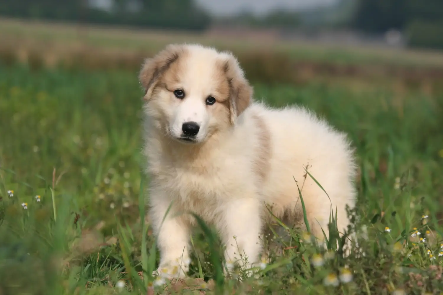 Buying a Pyrenean Mountain Dog puppy means taking responsibility! Buy Pyrenean Mountain Dog puppies.