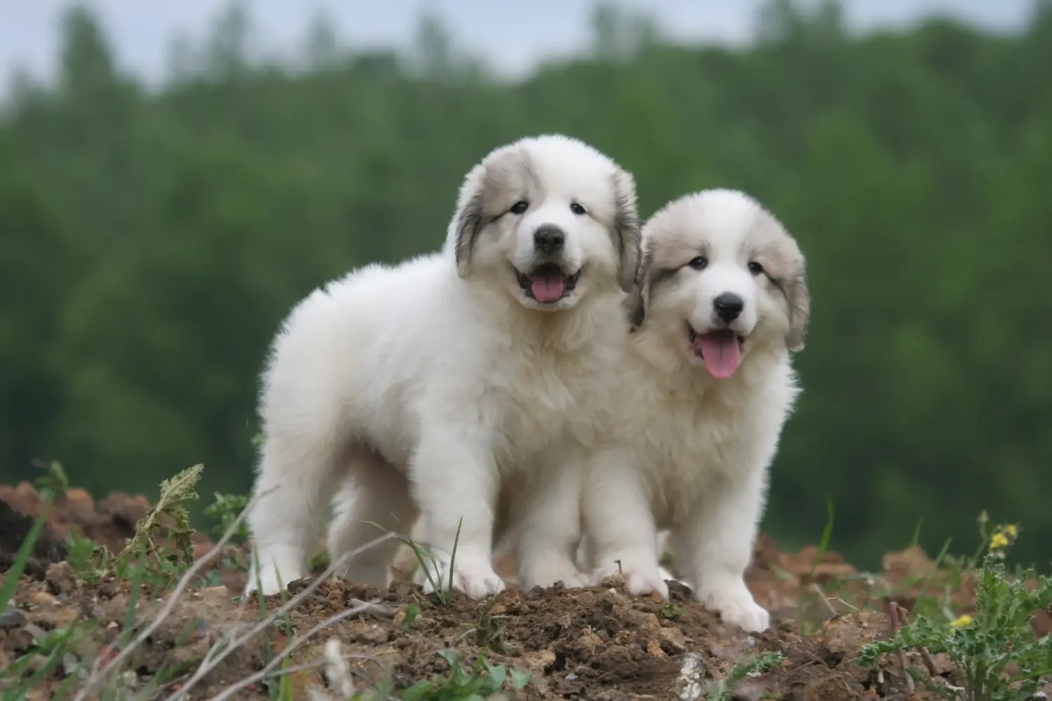 Buying a Pyrenean Mountain Dog puppy means taking responsibility! Buy Pyrenean Mountain Dog puppies.