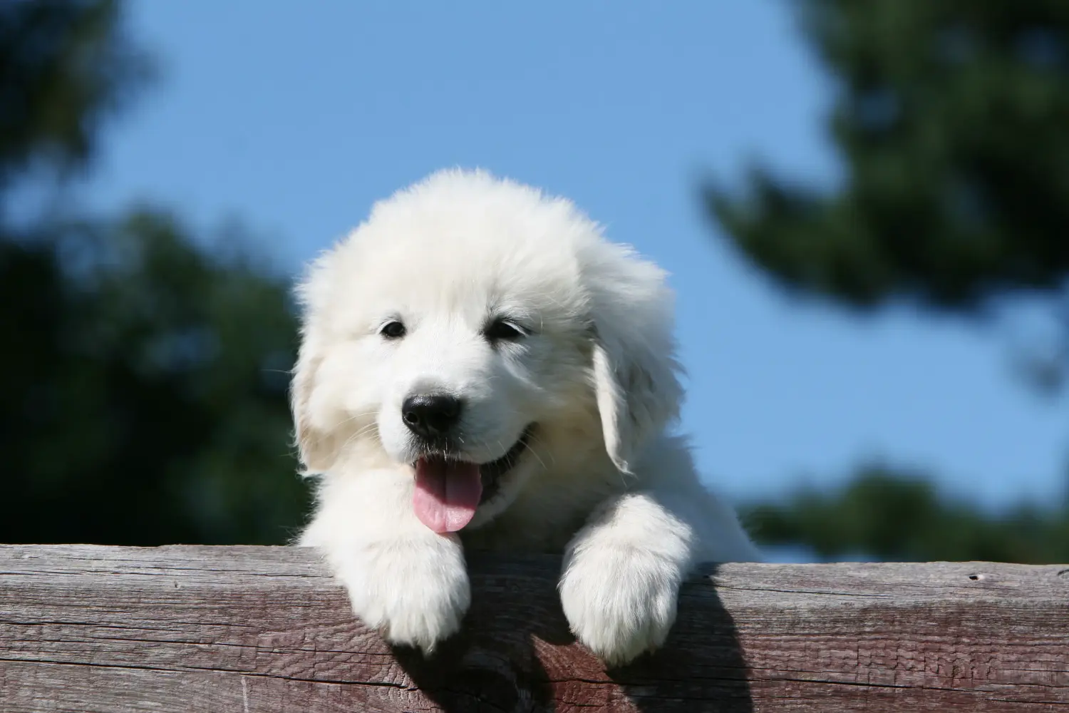Buying a Pyrenean Mountain Dog puppy means taking responsibility! Buy Pyrenean Mountain Dog puppies.