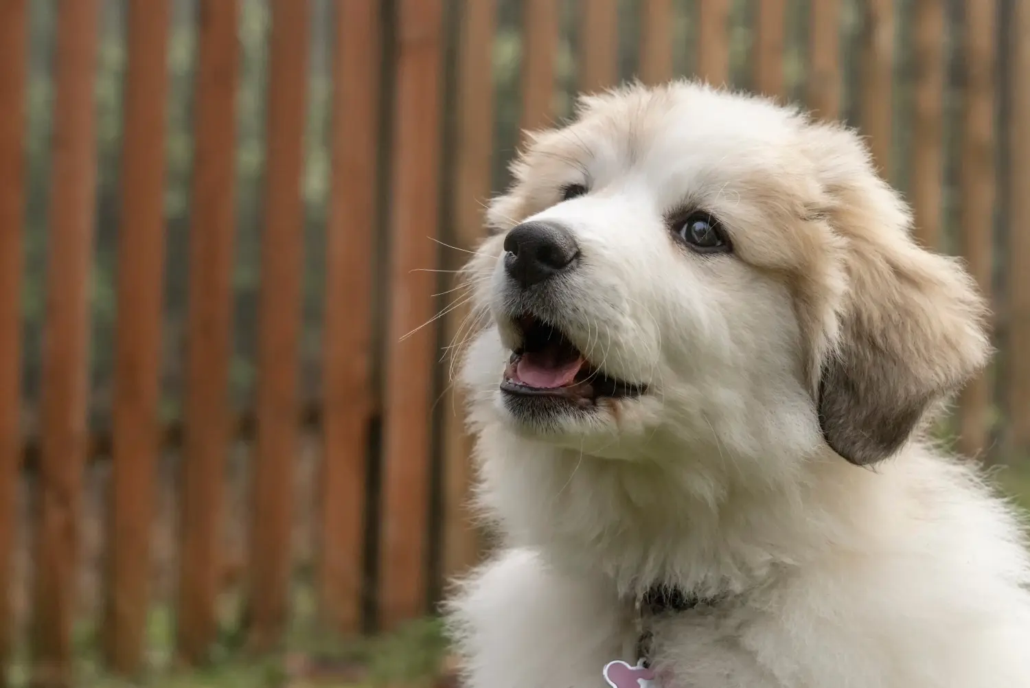 Buying a Pyrenean Mountain Dog puppy means taking responsibility! Buy Pyrenean Mountain Dog puppies.