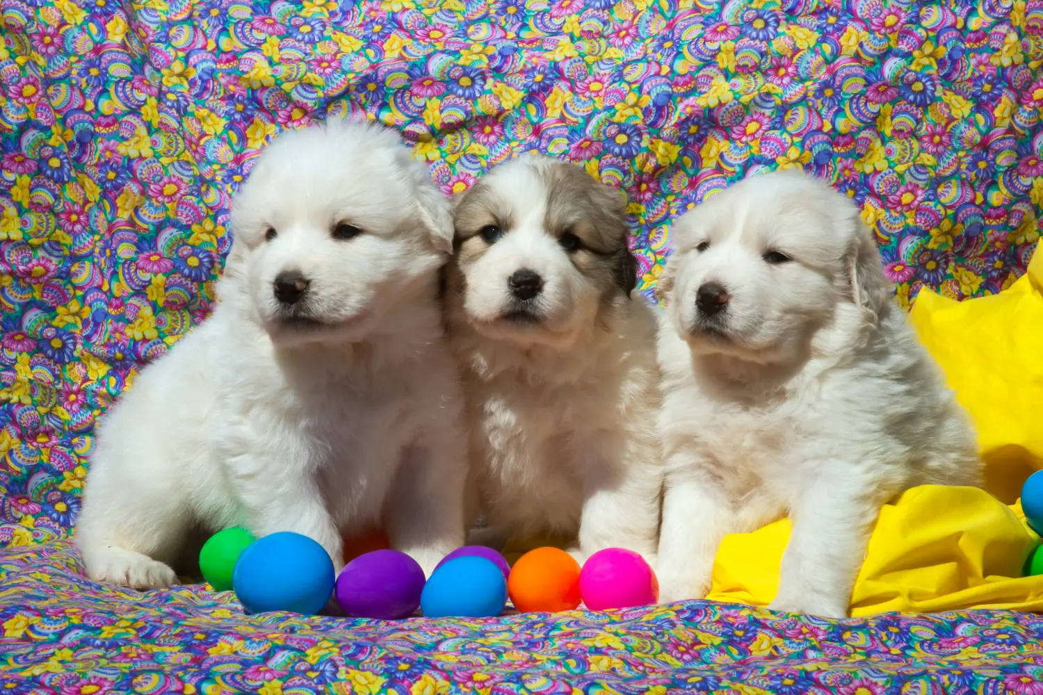 Buying a Pyrenean Mountain Dog puppy means taking responsibility! Buy Pyrenean Mountain Dog puppies.
