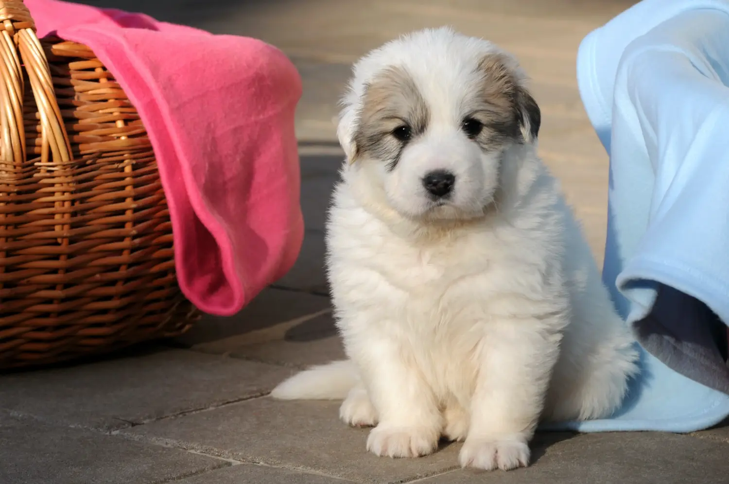 Buying a Pyrenean Mountain Dog puppy means taking responsibility! Buy Pyrenean Mountain Dog puppies.