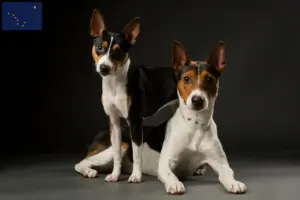 Read more about the article Rat Terrier breeders and puppies in Alaska