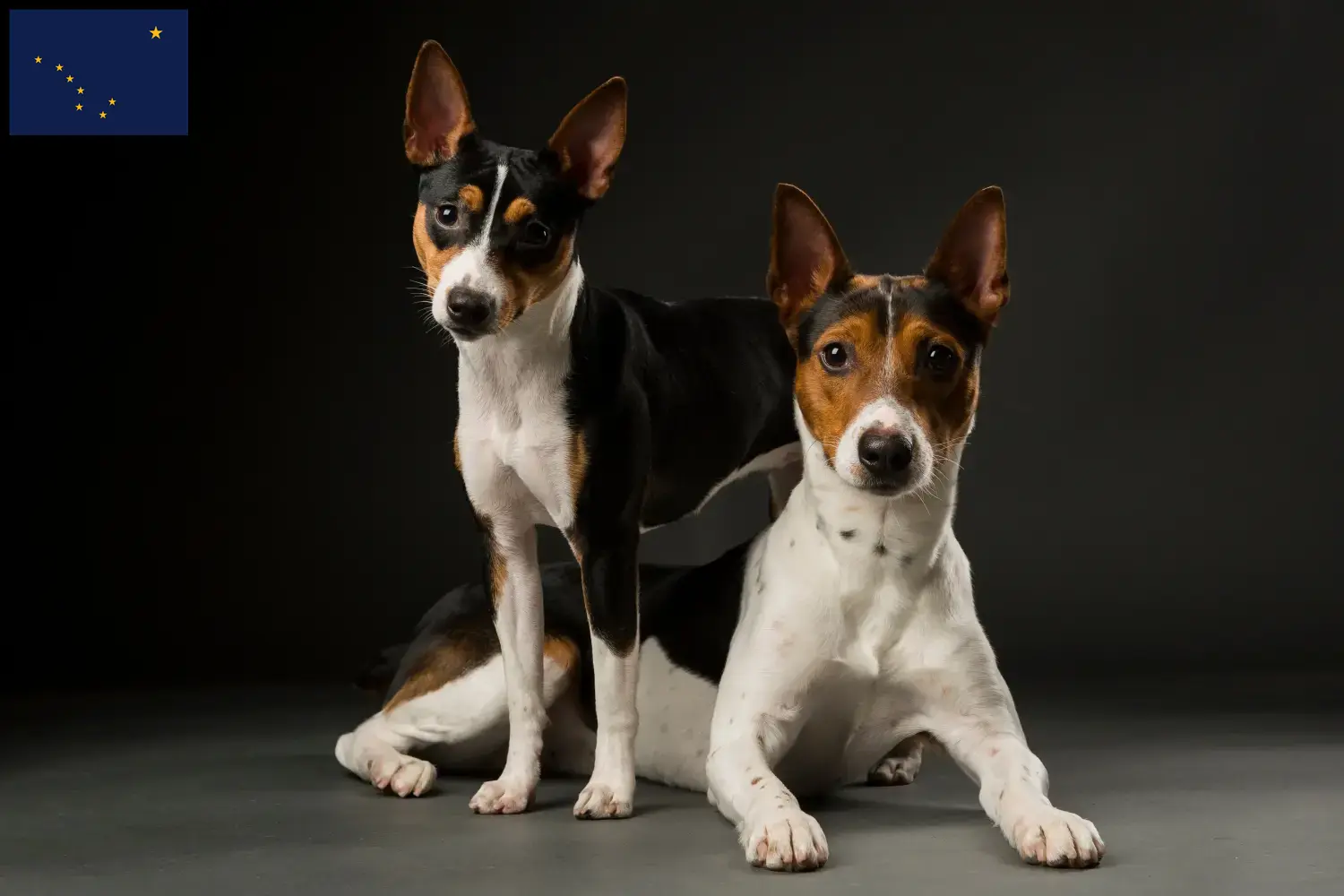 Rat Terrier puppies and breeders Alaska Find Rat Terrier breeders in Alaska.