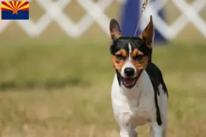 Read more about the article Rat Terrier breeders and puppies in Arizona