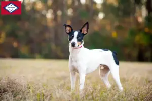 Read more about the article Rat Terrier breeders and puppies in Arkansas