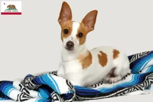 Read more about the article Rat Terrier breeders and puppies in California