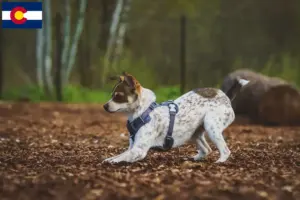 Read more about the article Rat Terrier Breeders and Puppies in Colorado