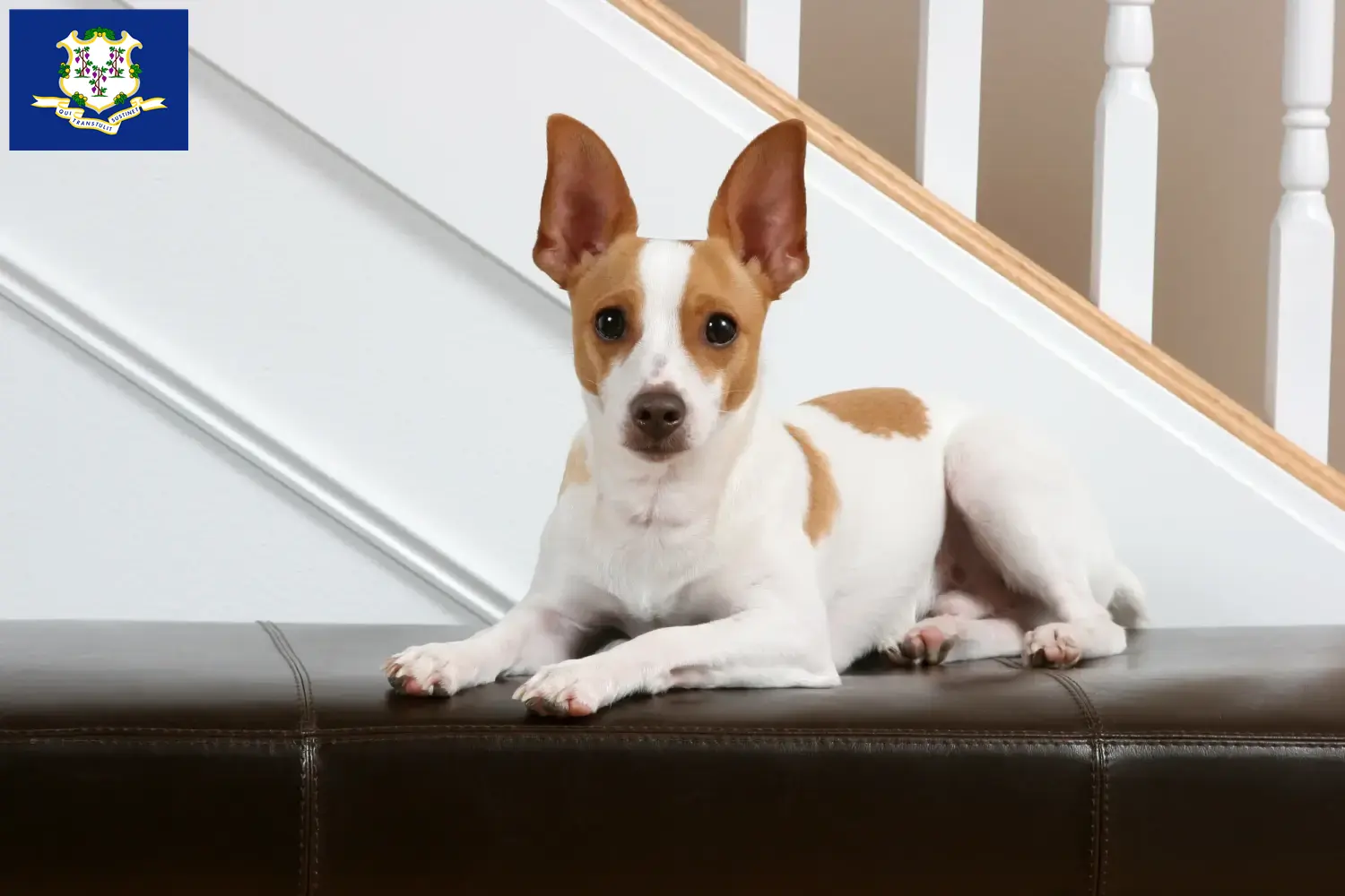 Rat Terrier puppies and breeders Connecticut Find Rat Terrier breeders in Connecticut.