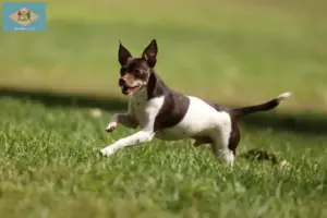 Read more about the article Rat Terrier breeders and puppies in Delaware