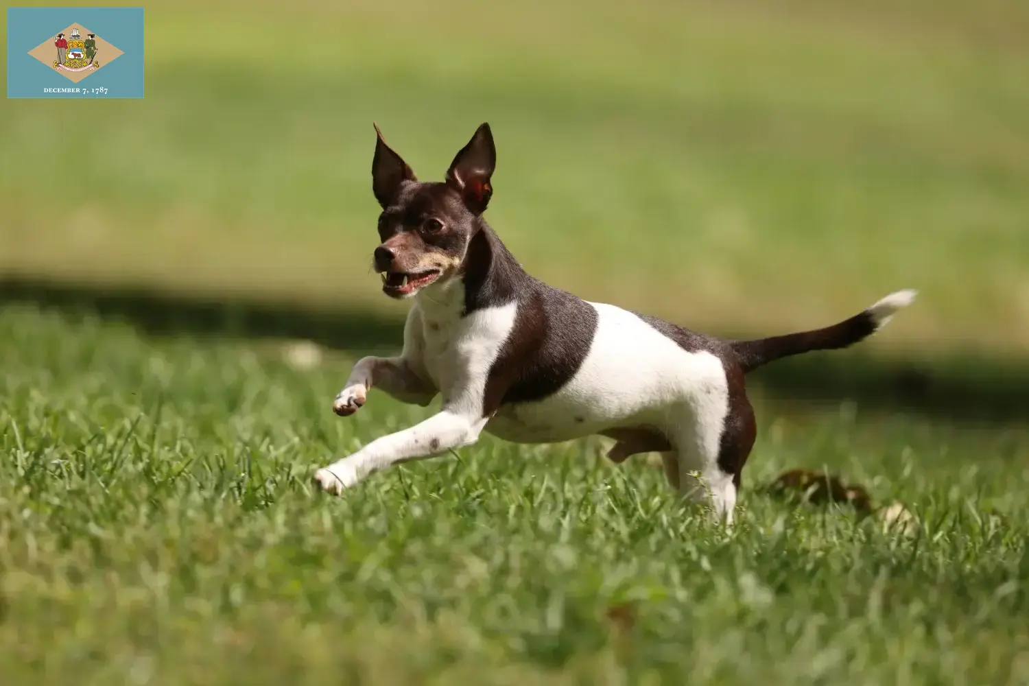 Rat Terrier puppies and breeders Delaware Find Rat Terrier breeders in Delaware here.