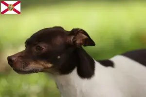 Read more about the article Rat Terrier breeders and puppies in Florida