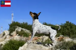 Read more about the article Rat Terrier breeders and puppies in Georgia