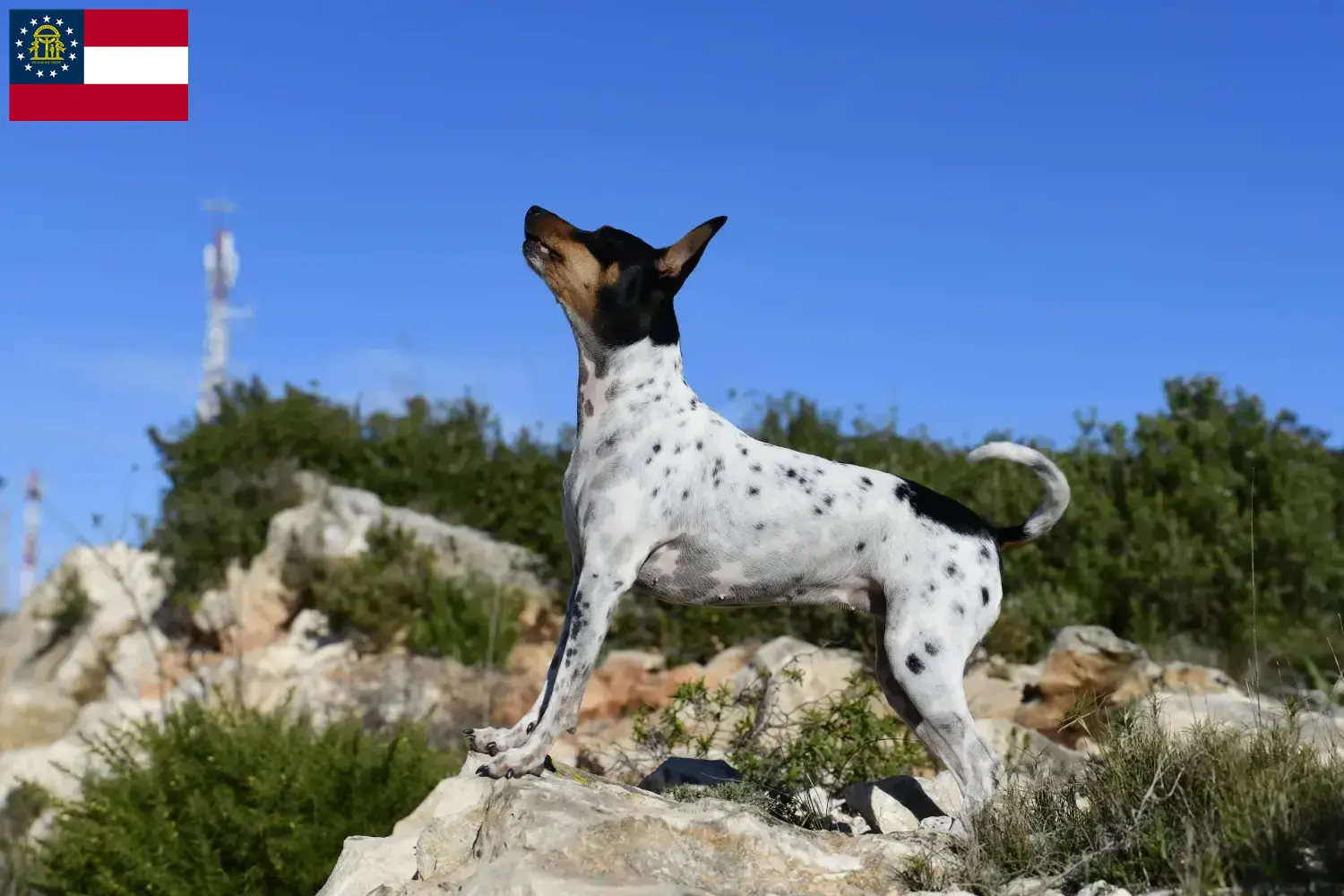 Rat Terrier Puppies and Breeder Georgia Find Rat Terrier breeders in Georgia here.