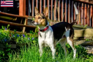 Read more about the article Rat Terrier breeders and puppies in Hawaii