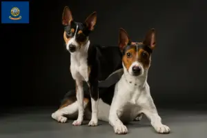 Read more about the article Rat Terrier breeders and puppies in Idaho