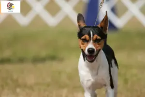 Read more about the article Rat Terrier breeders and puppies in Illinois