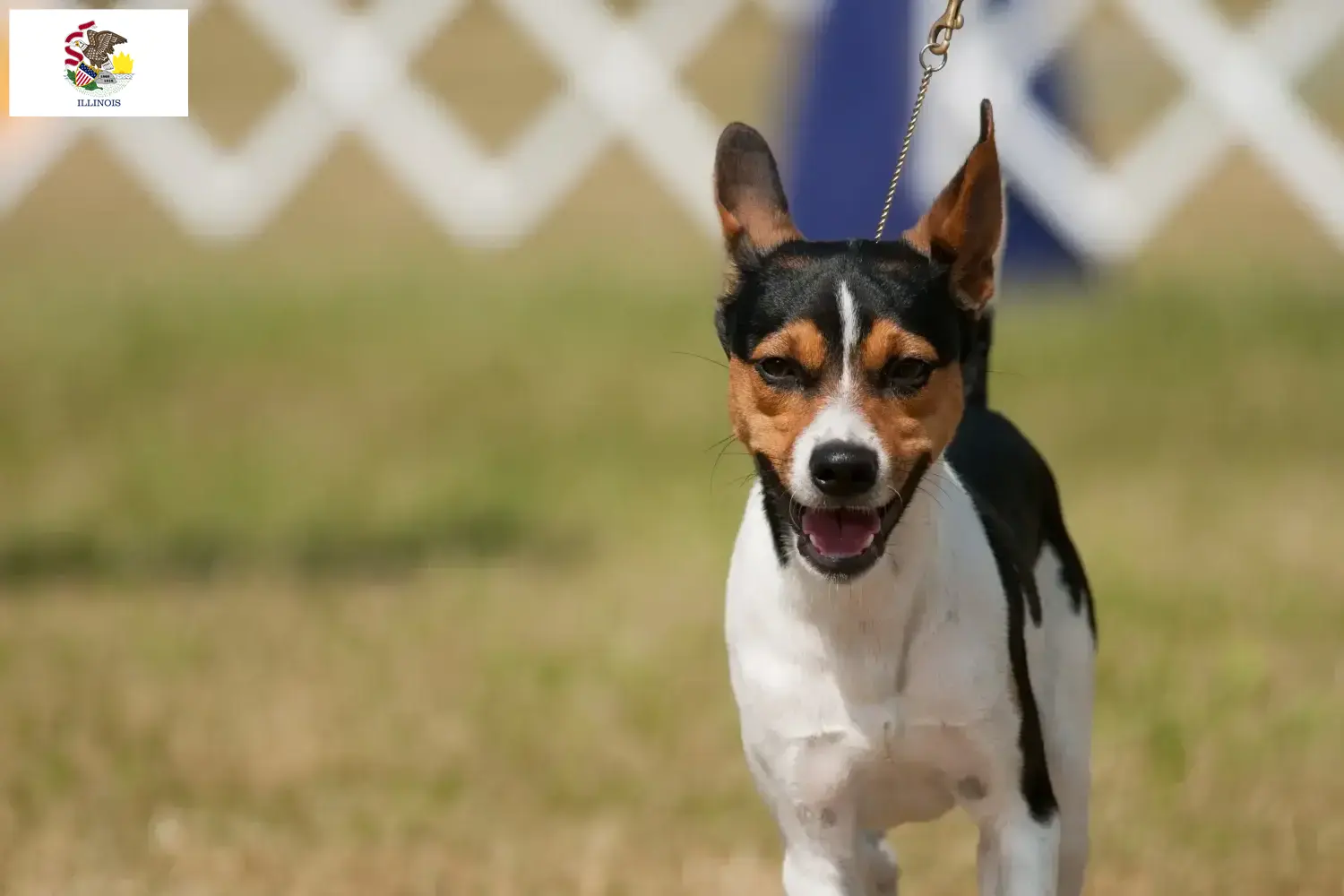 Rat Terrier puppies and breeders Illinois Find Rat Terrier breeders in Illinois.