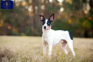 Read more about the article Rat Terrier breeders and puppies in Indiana
