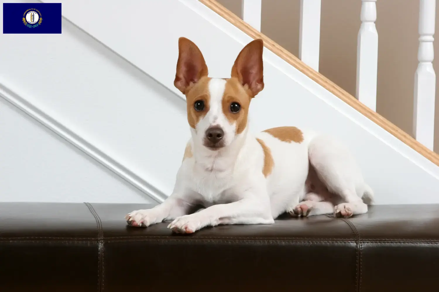 Rat Terrier puppies and breeders Kentucky Find Rat Terrier breeders in Kentucky here.