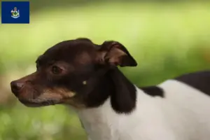 Read more about the article Rat Terrier breeders and puppies in Maine