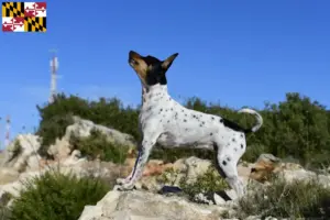 Read more about the article Rat Terrier breeders and puppies in Maryland