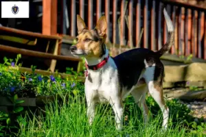 Read more about the article Rat Terrier Breeders and Puppies in Massachusetts