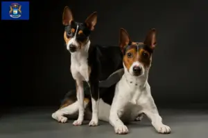 Read more about the article Rat Terrier breeders and puppies in Michigan