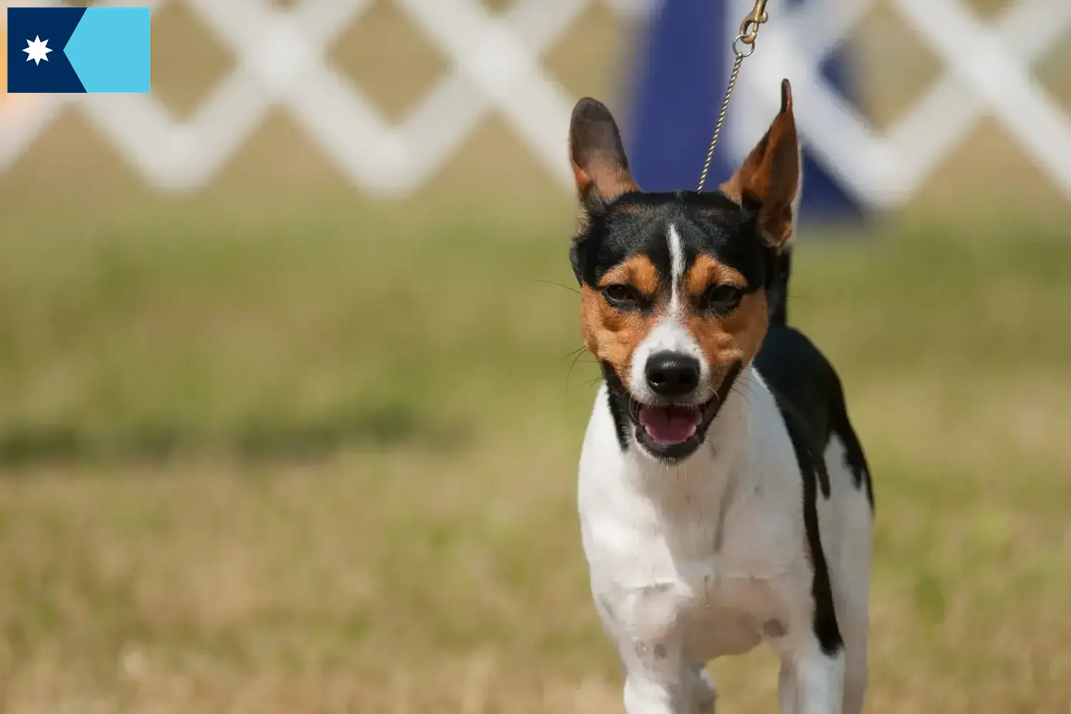 Rat Terrier puppies and breeders Minnesota Find Rat Terrier breeders in Minnesota.