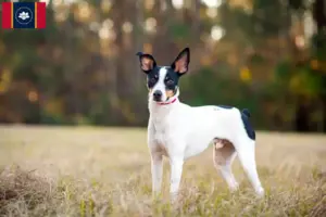 Read more about the article Rat Terrier breeders and puppies in Mississippi