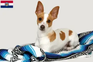 Read more about the article Rat Terrier breeders and puppies in Missouri