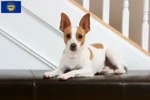 Read more about the article Rat Terrier breeders and puppies in Nebraska
