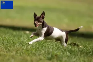 Read more about the article Rat Terrier breeders and puppies in Nevada