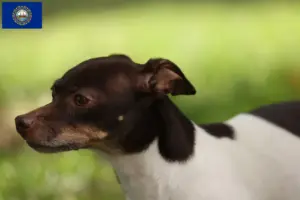 Read more about the article Rat Terrier Breeders and Puppies in New Hampshire
