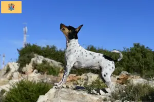 Read more about the article Rat Terrier Breeders and Puppies in New Jersey