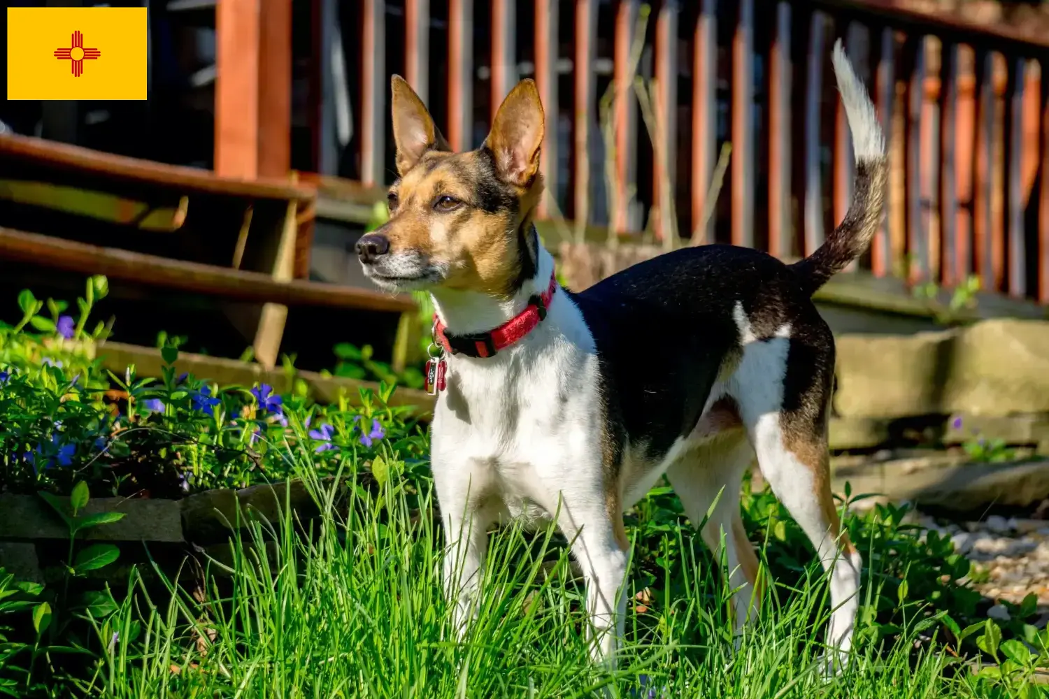 Rat Terrier puppies and breeders New Mexico Find Rat Terrier breeders in New Mexico here.