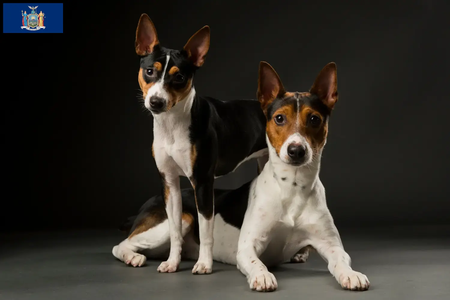 Rat Terrier puppies and breeders New York Find Rat Terrier breeders in New York here.