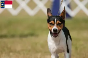 Read more about the article Rat Terrier Breeders and Puppies in North Carolina