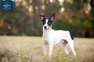 Read more about the article Rat Terrier Breeders and Puppies in North Dakota