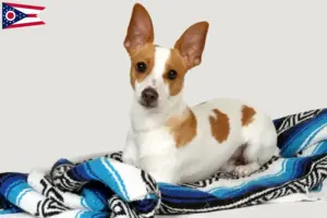Read more about the article Rat Terrier breeders and puppies in Ohio