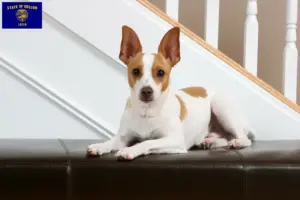 Read more about the article Rat Terrier breeders and puppies in Oregon