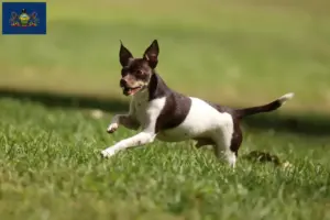 Read more about the article Rat Terrier Breeders and Puppies in Pennsylvania