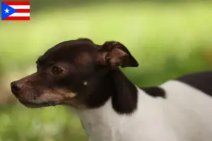 Read more about the article Rat Terrier breeders and puppies in Puerto Rico