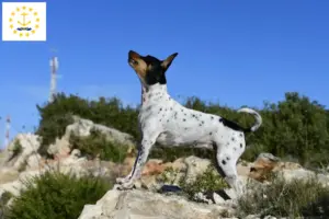 Read more about the article Rat Terrier Breeders and Puppies in Rhode Island
