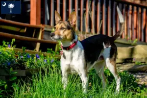 Read more about the article Rat Terrier breeders and puppies in South Carolina