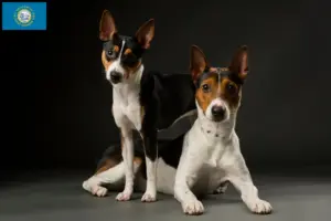 Read more about the article Rat Terrier Breeders and Puppies in South Dakota